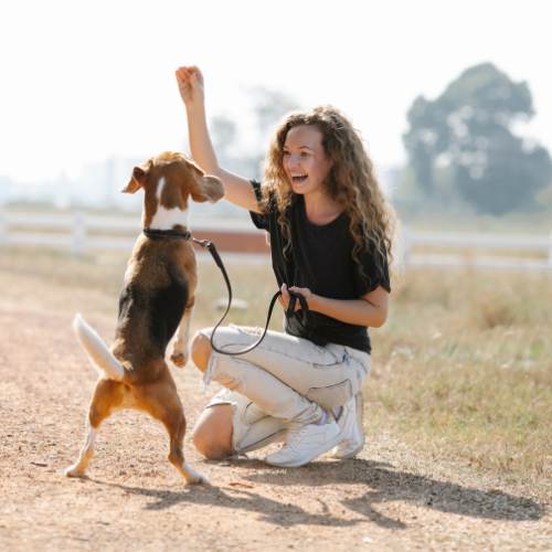 Hébergements pet-friendly